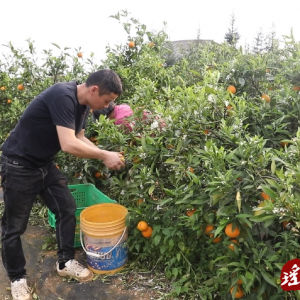 江华：香橙丰收季 甜果映笑颜