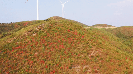 西边大岭：杜鹃映山红[00-00-00--00-00-05].gif