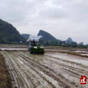 江华大圩镇：机械化插秧助力春耕生产