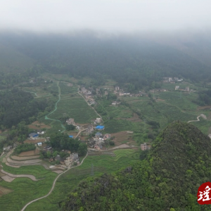 江华：春来采茶忙 干群齐助力