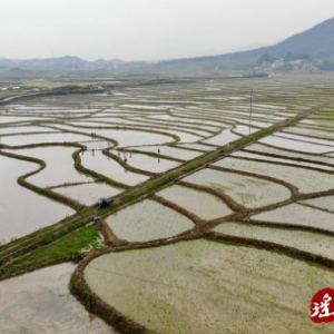 江华桥市乡：稻田染新绿 水稻移栽忙