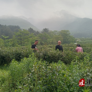 江华大圩镇：不负好春光 一线监督忙