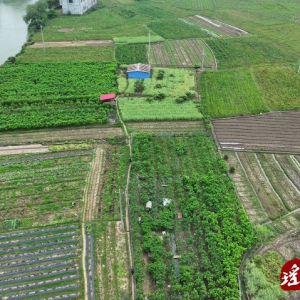 江华：春日好风光 桑葚采摘正当时
