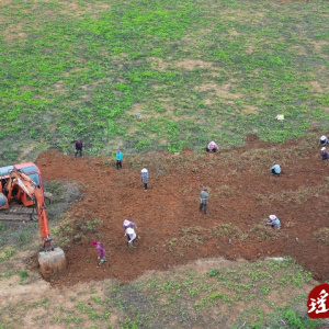 江华：千斤拔喜迎丰收 振兴路上药香浓