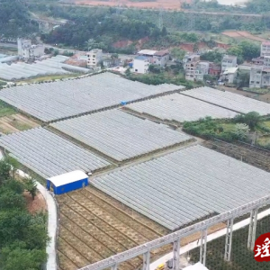 江华：葡萄管护促增收