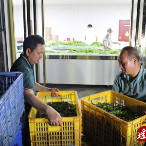 江华：凌晨茶飘香