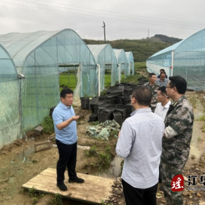 蒋剑督导春耕生产和蔬菜财产生长环境