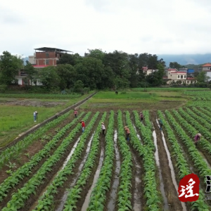 江华涔天河镇：田间地头引导烟农做好雨后田间管理