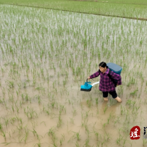 江华大路铺镇：早稻施肥忙 丰收喜在望