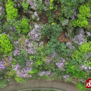江华大石桥乡：溪畔杜鹃竞芳菲