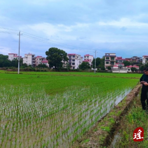 江华统计局踏实开展早稻播种面积观察