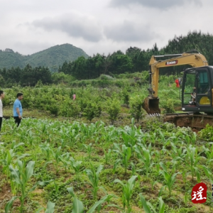 江华大圩镇：深化推进耕地“非农化”永世根本农田非粮化专项整治