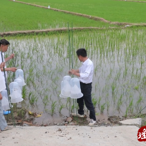 江华：田间插上诱捕器 绿色防控稳产量