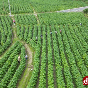 江华：打扫底脚叶 烟农“赶烤”管护忙