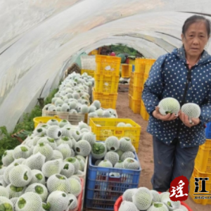 江华益民蔬菜莳植专业相助社：电商相助与智能化生长 引领村民走向富饶