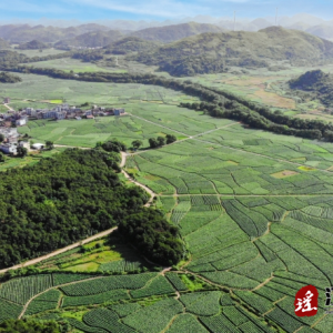 江华大石桥乡：“千亩烟叶”好风光