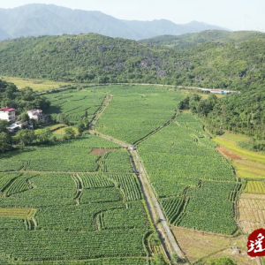 江华涔天河镇：无人机飞防助力烟农增产增收