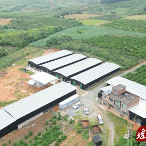 江华大路铺镇：大力发展食用菌 拓宽产业“致富路”