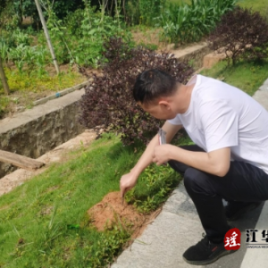 江华沱江镇：河长开展灭杀红火蚁行动