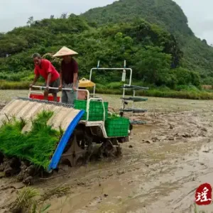 江华大圩镇：打好晚稻生产攻坚战 筑牢粮食安全“压舱石”